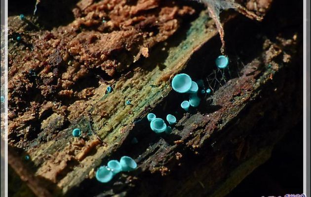 Micro champignons sur bois mort : Chlorociboria bleu-vert, Hélotie bleu-vert, Pezize turquoise (Chlorosplenium aeruginosum) - Bagnères de Luchon - 31