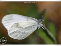 Piéride de la moutarde - Leptidea sinapis (Pieridae)