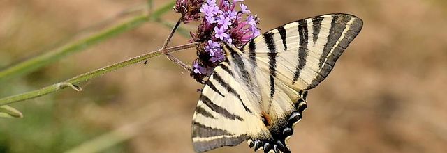 Le flambé (Iphiclides podalirius)  -2- 