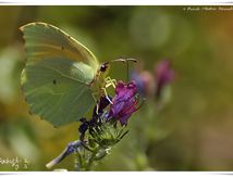 Le Citron de Provence (Gonepteryx cleopatra) - Pieridae