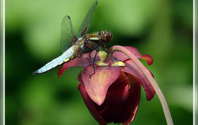 Libellule Déprimée mâle (Libellula Depressa) sur fleur de plante carnivore "sarracenia" - Lartigau - Milhas - 31