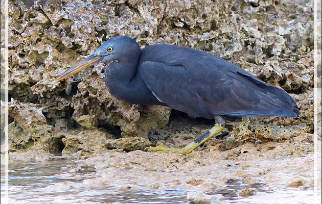 Aigrette sacrée forme sombre, Pacific reef heron (Egretta sacra) - Motu Aito - Atoll de Fakarava - Tuamotu - Polynésie française
