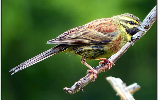 Ca ne se fait pas, mais je vais quand même vous montrer un joli zizi sous la pluie : Bruant zizi (Emberiza cirlus) - Lartigau - Milhas