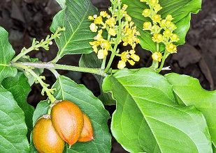 Un fruit qui a goût de beurre de cacahuète ...