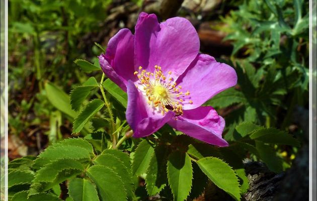 Rosier velu ou Eglantier velu (Rosa villosa) - Artiga de Lin - Es Bordes - Val d'Aran - Espagne