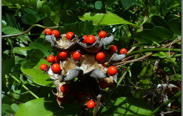 Pois rouge, Haricot paternoster, Liane réglisse, Graine diable, Pois coccinelle, Jequirity, Crab's eye, (Abrus precatorius) - Praslin - Seychelles
