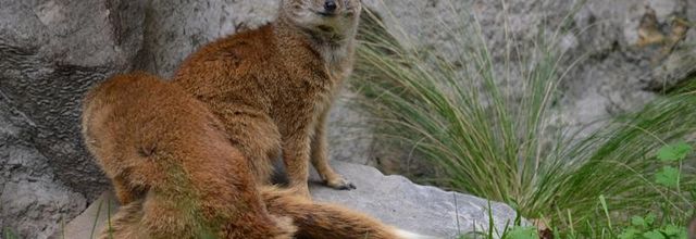 Ménagerie du jardin des Plantes : Mangouste jaune ou Mangouste fauve