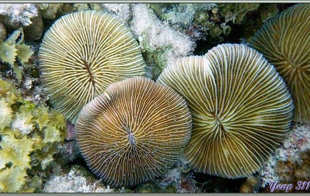 Corail champignon (Fungia fungites) - Praslin - Seychelles