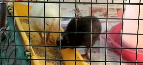 Des nouvelles des poussins (1)