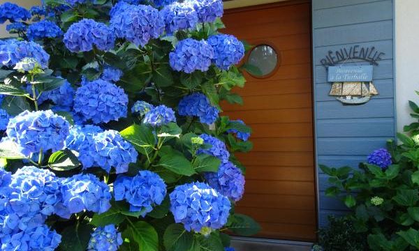 Mon reve bleu - le bleu breton