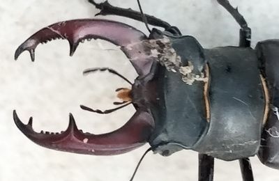 Un lucane cerf-volant