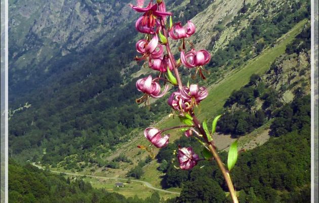 Lis martagon (Lilium martagon) - Varrados - Val d'Aran - Catalogne - Espagne