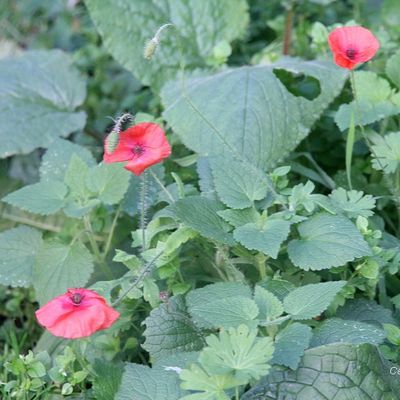 Un coquelicot d'automne...