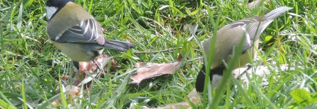 mon couple de mésanges 