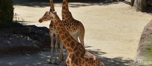 ... maintenant, c'est au tour des girafes...