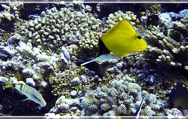 Poisson-pincette jaune ou Chelmon à long bec, Longnose butterflyfish (Forcipiger flavissimus) - Tumakohua (passe sud) - Atoll de Fakarava - Tuamotu - Polynésie française
