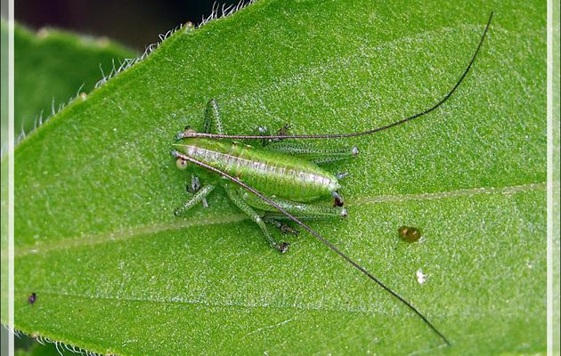 La sauterelle, peut-être ponctuée (Leptophyes sp.) mâle et le puceron - Lartigau- Milhas - 31