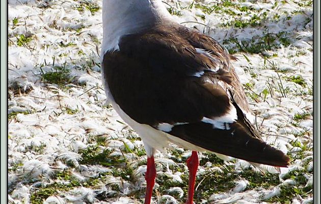Goéland de Scoresby (Leucophaeus scoresbii) - Volunteer Point - Falkland Islands, Iles Malouines, Islas Malvinas