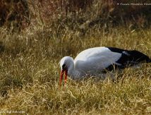 Cigogne blanche