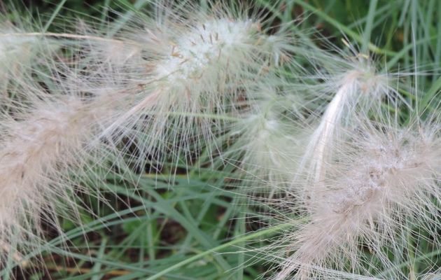 des belles plantes et recherche photo 