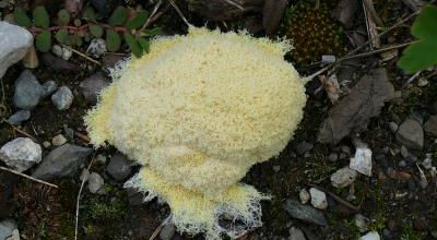 Le Blob et les insectes