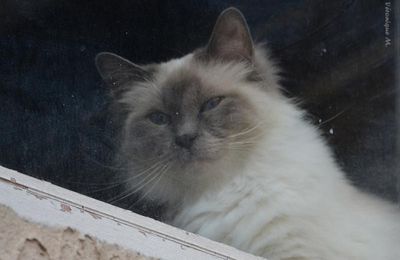 Le chat de Charles BAUDELAIRE   (1821-1867)