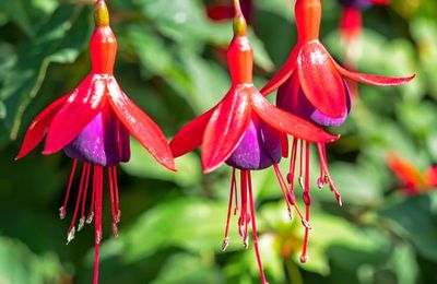 Fuchsia, la Fée Clochette