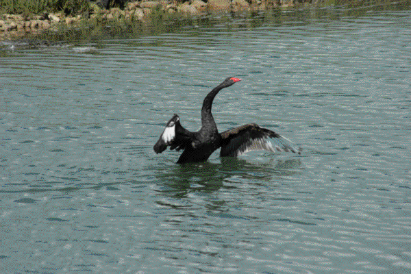 Le bain du cygne noir - Ars-en-Ré - Ile de Ré - 17