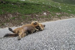 Une marmotte victime de la route 
