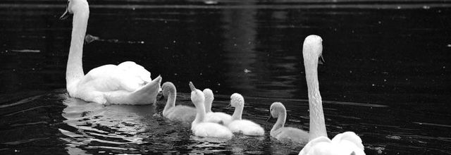 Rambouillet : Photos Nature : Cygne tuberculé