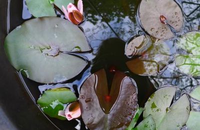 Mes fleurs de nénuphars...