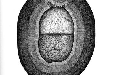 * Serge Paillard : Pomme de terre en cosmos