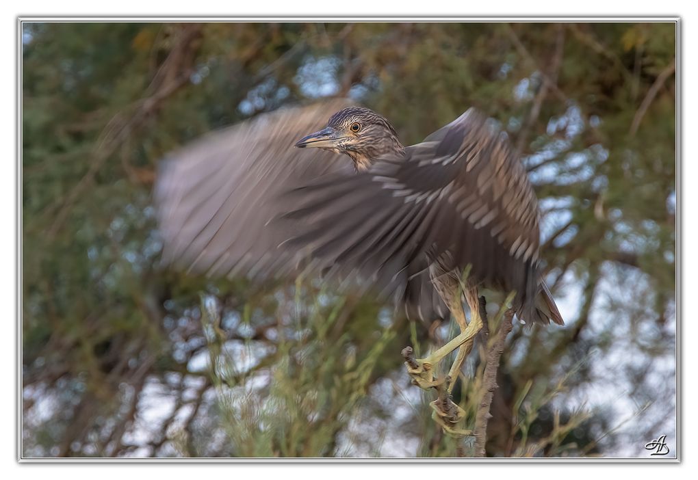 04 - Oiseaux