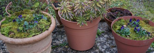 En terrasse, j'ai du pot !