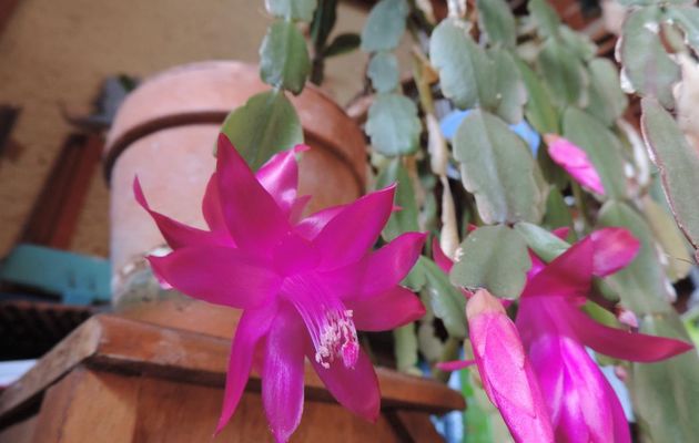 mes fleurs début Février 2014