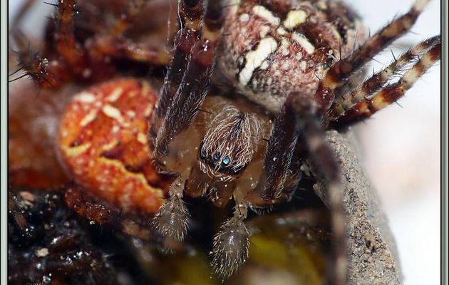 La saga de la Pélopée courbée (Sceliphron curvatum), guêpe chasseuse d'araignées (partie 3) - Verdun-sur-Ariège - 09
