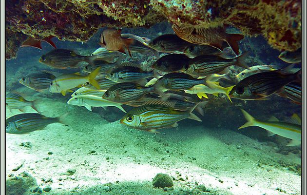 Images des îles Maurice et Rodrigues transférées depuis mon ancien blog