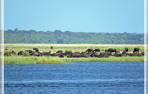 Buffle noir, African buffalo (Syncerus caffer) - Safari nautique - Parc National de Chobe - Botswana