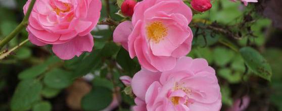 un jour, une rose : 'La Rose du Tigre'