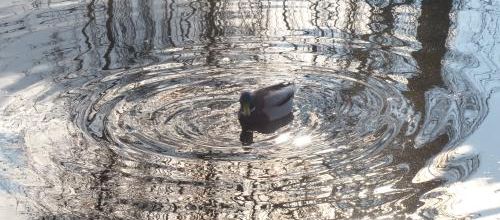 Amours de canards...