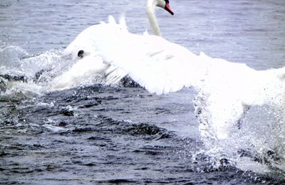 le cygne énervé du jour !