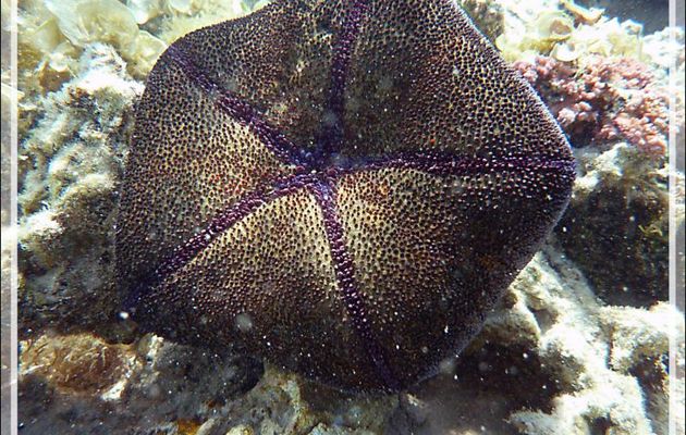 Etoile-coussin du Pacifique ou astérie-coussin, Cushion-star, pincushionsea star (Culcita noveaguineae) et crevette commensale Periclimenes - Moorea - Polynésie française