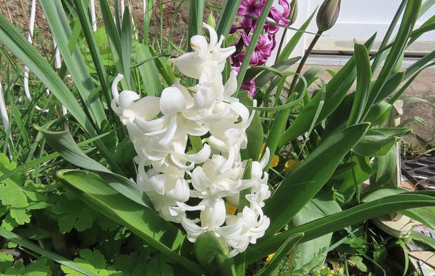Nos fleurs du jardin 