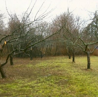 Novembre au Verger, Taillez, Soignez, Protégez !