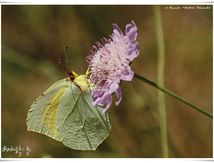 Le Citron de Provence (Gonepteryx cleopatra) - Pieridae