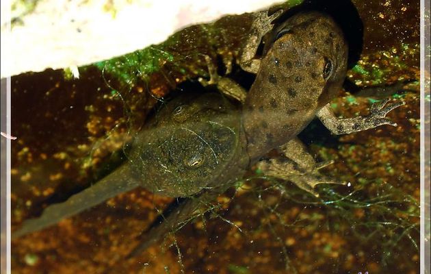 Têtards d'Alyte ou Crapaud accoucheur (Alytes obstetricans) - Lartigau - Milhas - 31