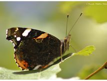 Vulcain - Vanessa atalanta - Nymphalidae