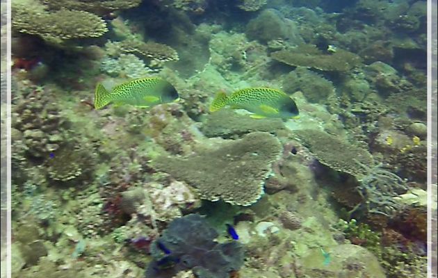 Gaterin tacheté, Diagramme moucheté, Blackspotted sweetlips (Plectorhinchus gaterinus) - Nosy Mitsio - Madagascar
