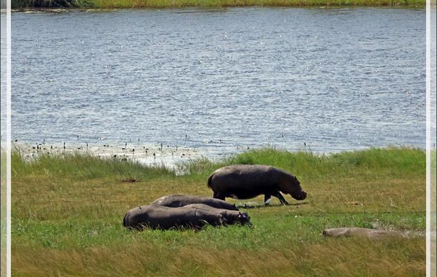La promenade des hippopotames - Safari terrestre - Parc National de Chobe - Botswana