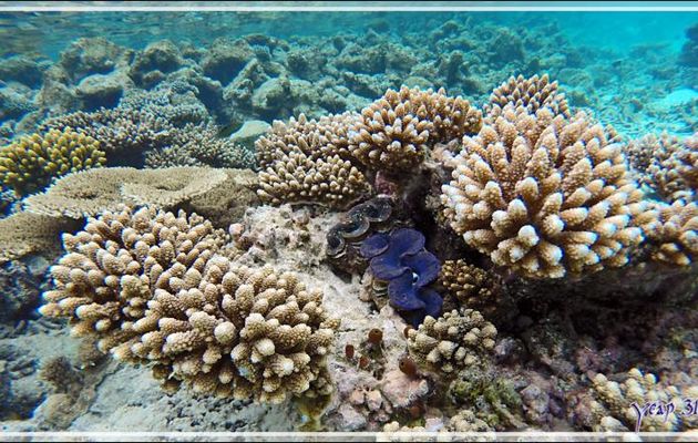 Coraux - Snorkeling à Thudufushi - Atoll d'Ari - Maldives